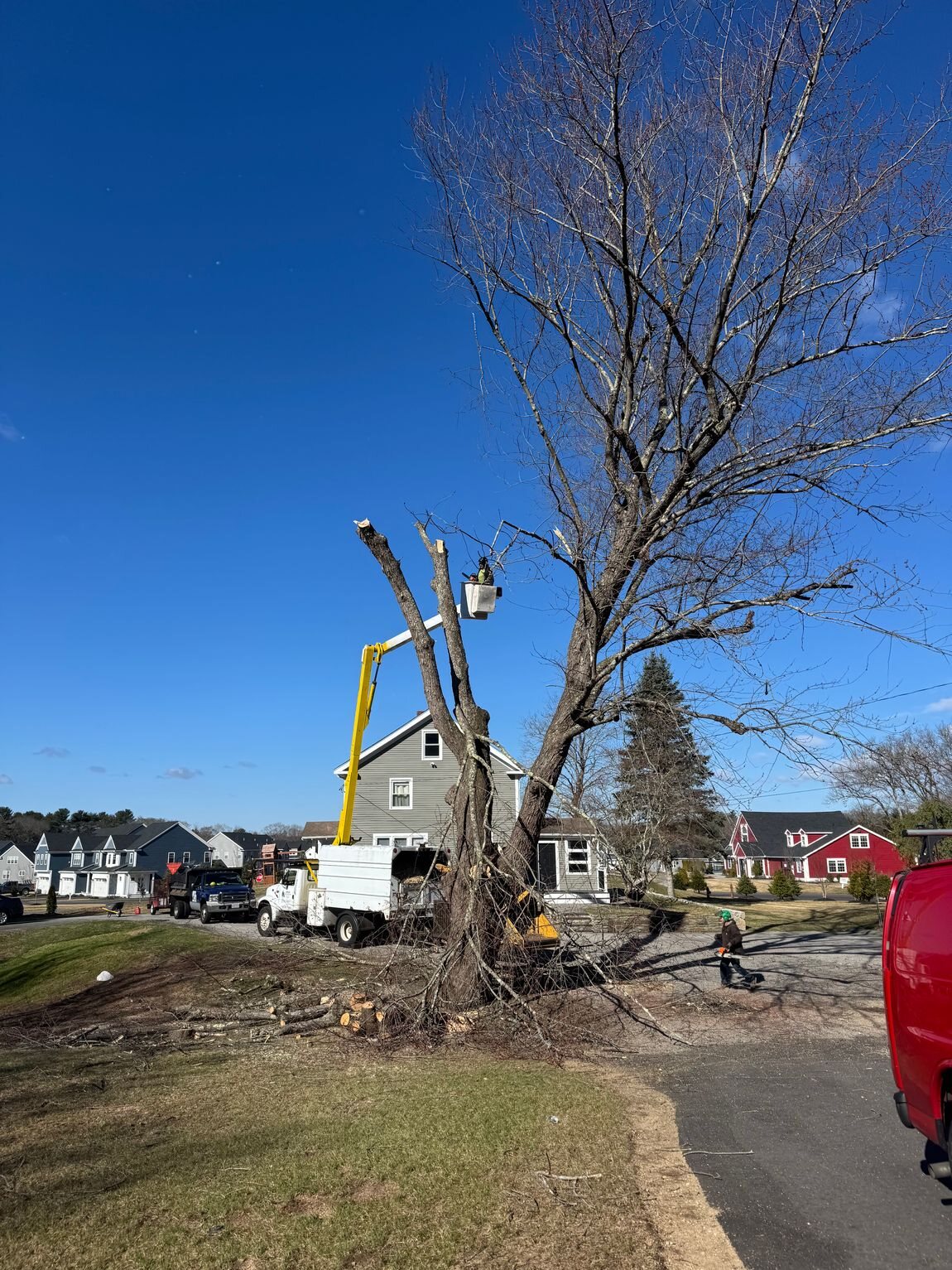Arla Tree Services bucket truck removing a large tree