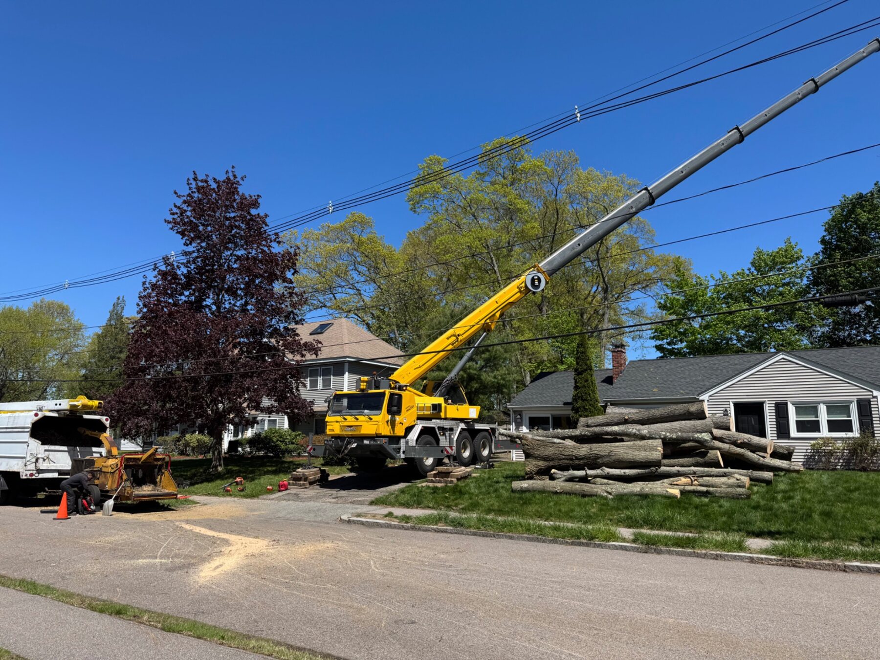 Crane assisting with large tree removal
