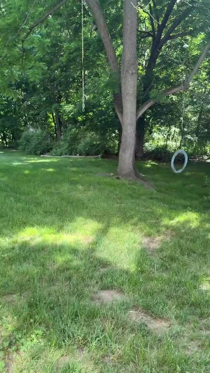 Clean green yard with mature trees