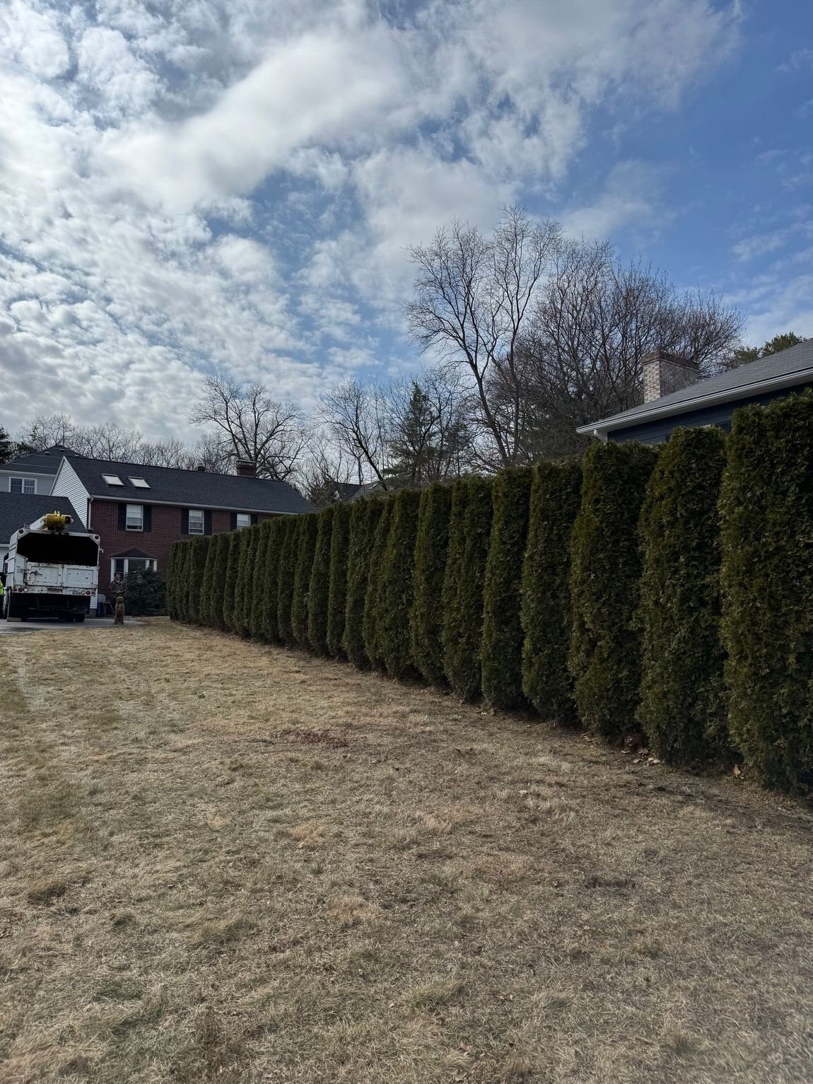 Tall privacy hedge line