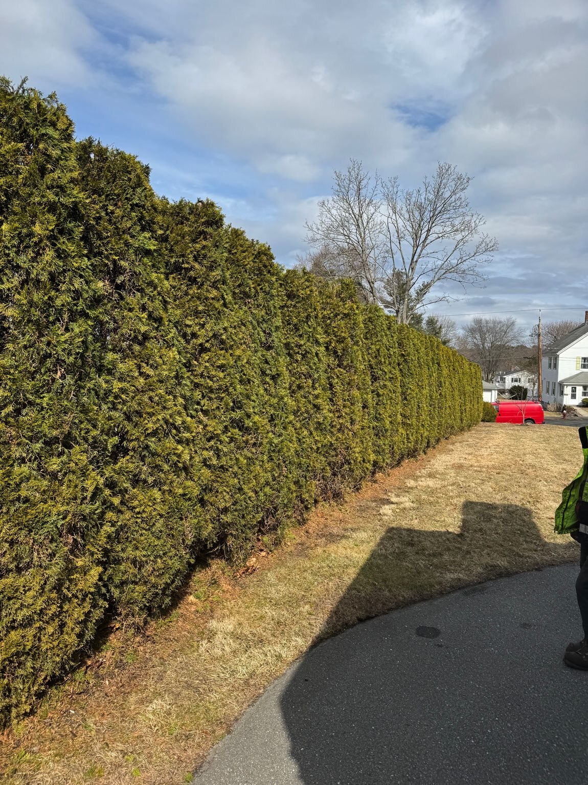 Long evergreen hedge line along a driveway