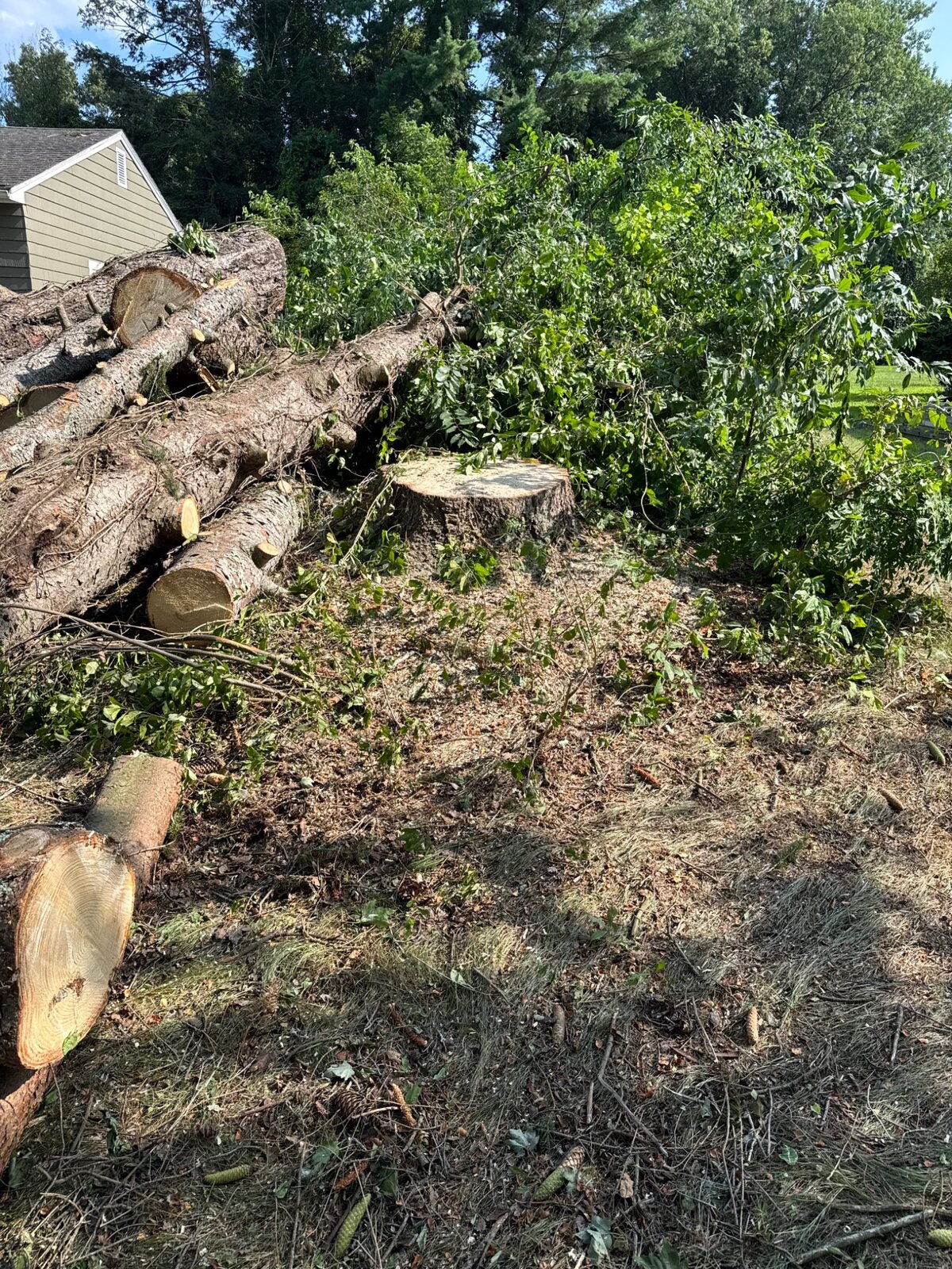 Large tree removal logs and cleanup area