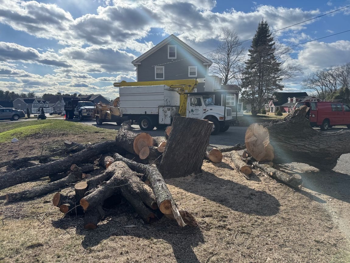 Logs cut and cleared by Arla Tree Services