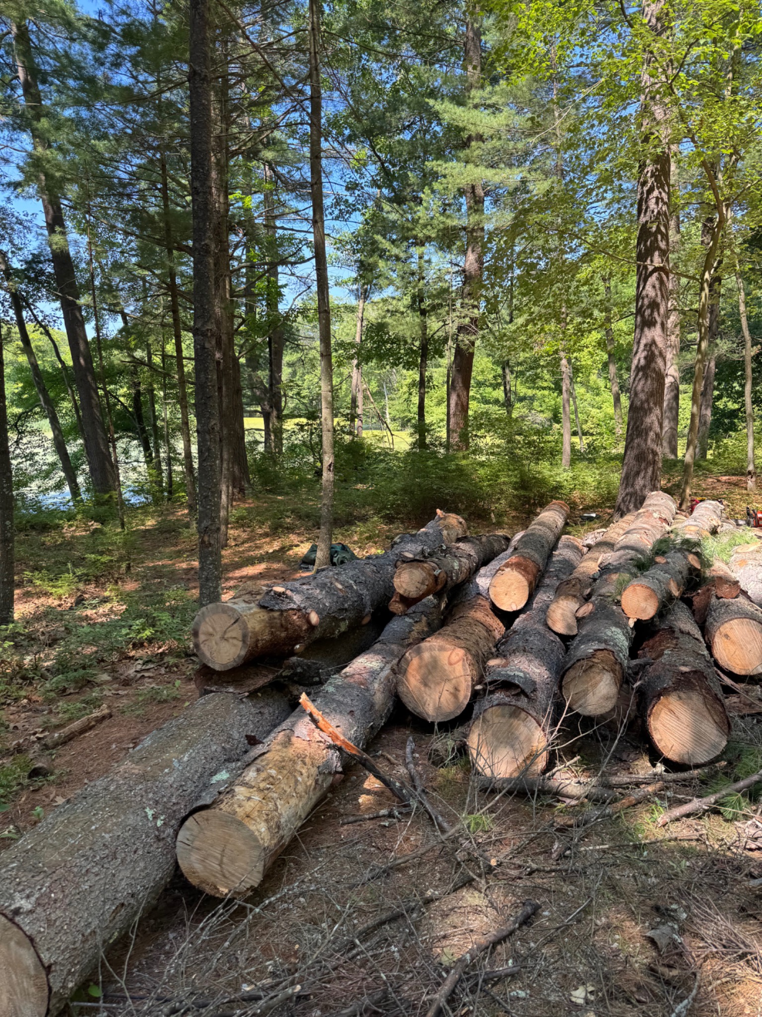Cut tree logs after professional removal near Natick Massachusetts