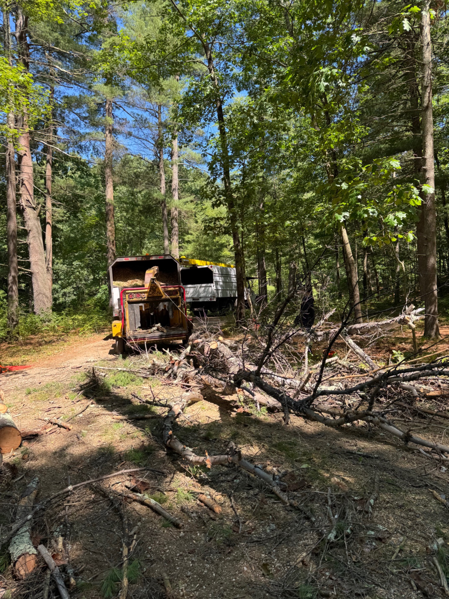 Tree chipping and woodland cleanup equipment serving Wayland Massachusetts